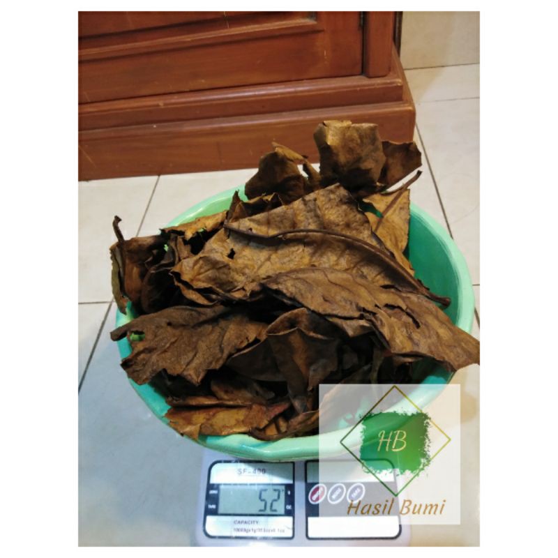 

Daun ketapang laut super // Hasil Olahan //50gr. Murah meriah