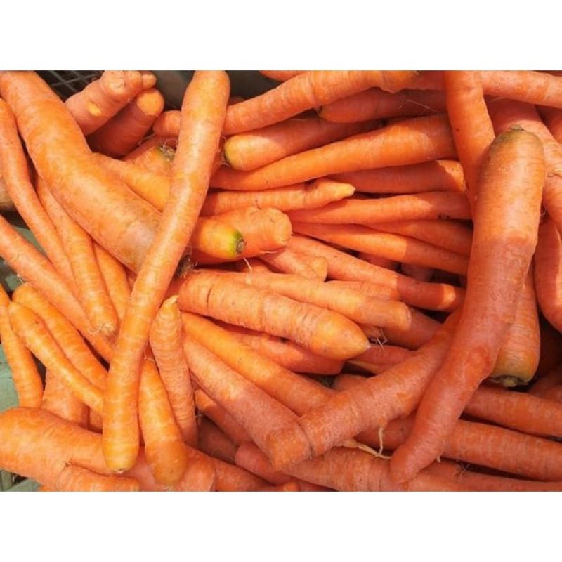 

Wortel Lokasi / Wortel Besar Segar 500gr