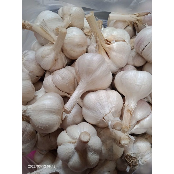 

bawang putih kating