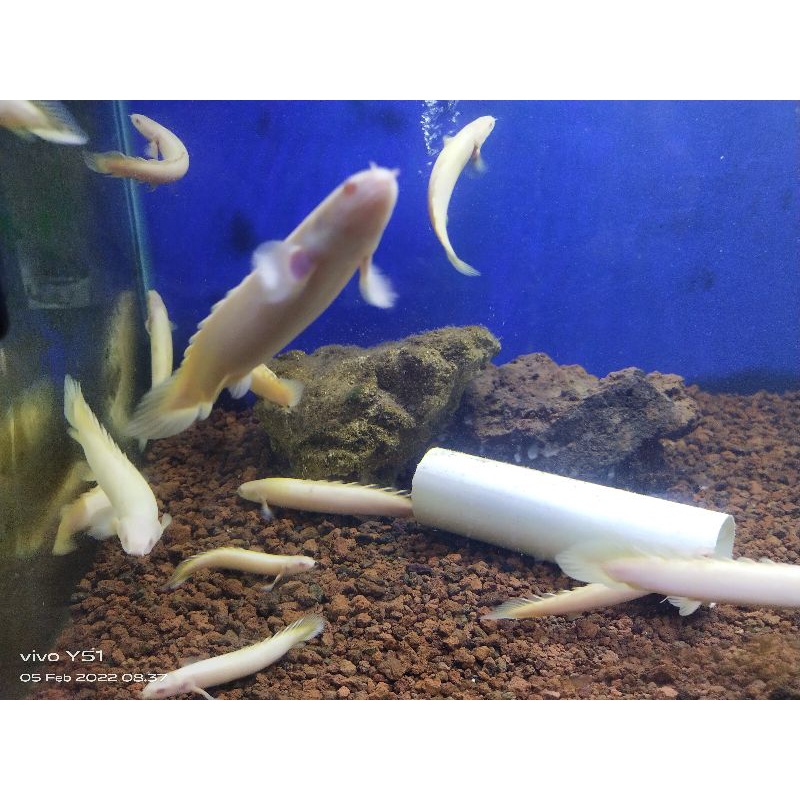 Palmas Albino ukuran 12-13cm