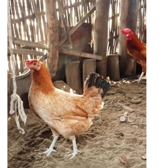 

゜ . TELUR FERTIL AYAM ELBA MURNI BUKAN SILANGAN 100% ORIGINAL + GRATIS BUBBLE WRAP DAN DUS TEBAL ⇈