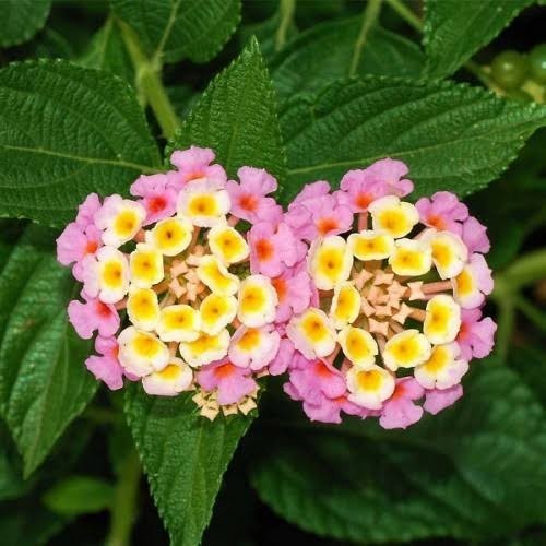 lantana camara, Tanaman hias bunga lantana tembelekan
