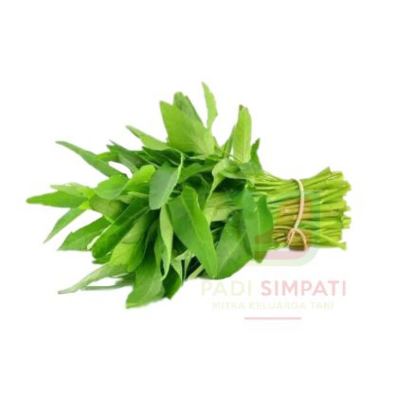 500 Benih Kangkung Bisi Kemas Ulang / Bibit Tanaman Sayur Sayuran Hidroponik