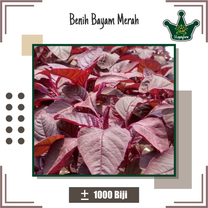 Bibit Sayur Bayam Merah Mira - Benih Sayuran