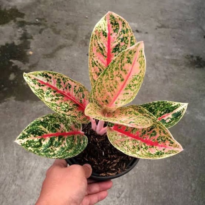 AGLONEMA WIDURI TULANG MERAH MURAH (BABY)