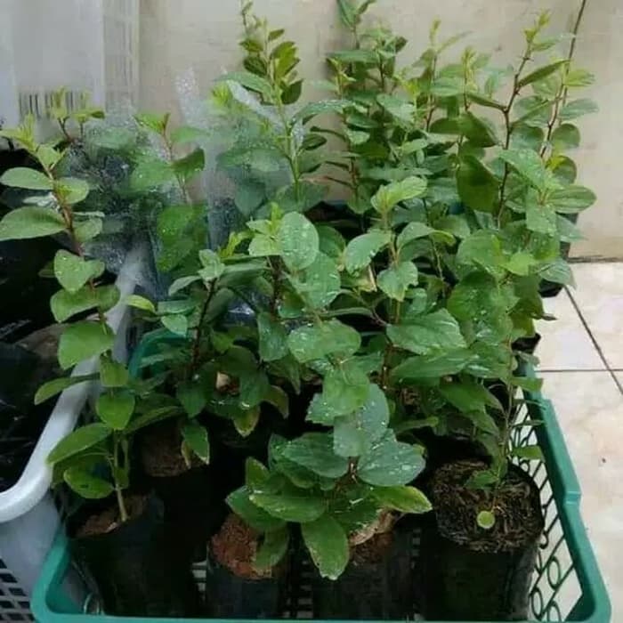 Pohon bidara arab | tanaman bidara arab | tanaman hias bidara arab