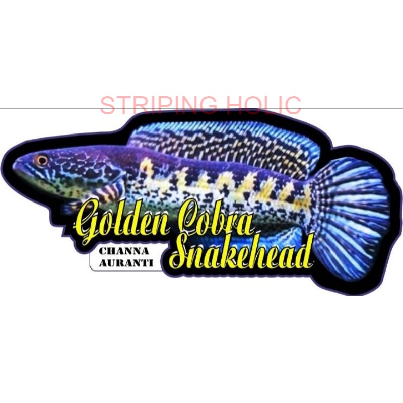 STIKER GOLDEN COBRA SNAKEHEAD 2