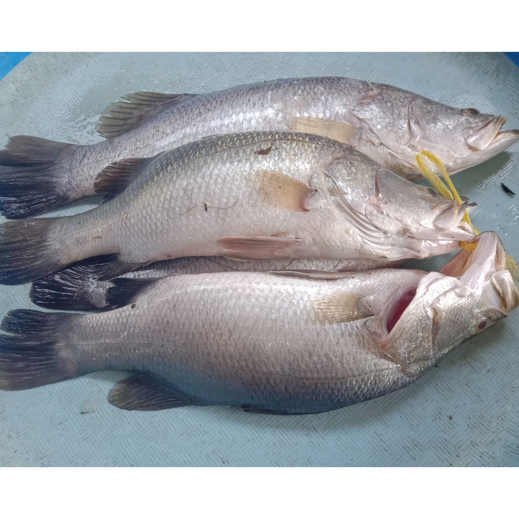 Jual Ikan Kakap Putih Segar Kg Shopee Indonesia