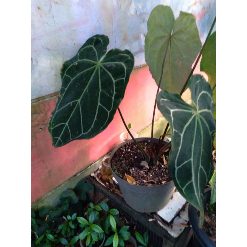 Anthurium kuping gajah jumbo