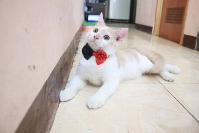 Dasi kupu-kupu half bowtie merah hitam lucu untuk kucing dan anjing size kitten adult