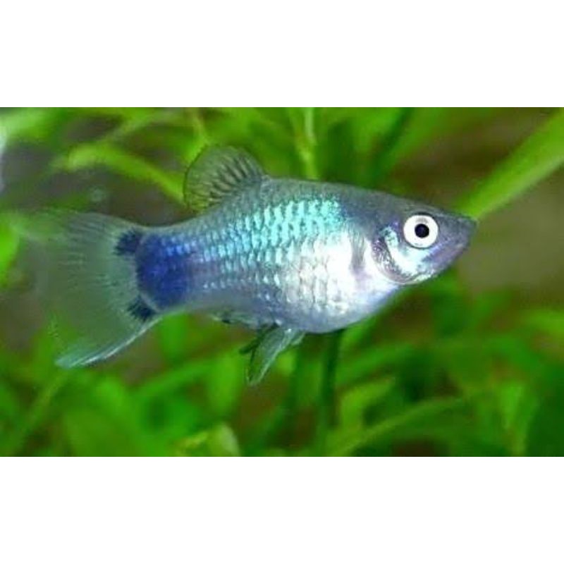 BLUE PLATY beli 10  bonus 3