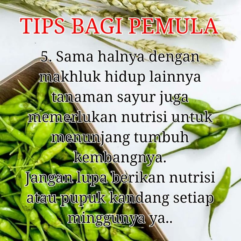 Benih Bibit Sayuran Daun Rumahan Termurah Benih Bibit Bayam Benih Sawi Paket Benih Hidroponik Murah