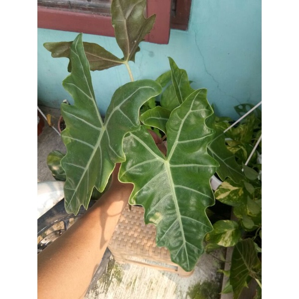 alokasia pseudo sanderiana