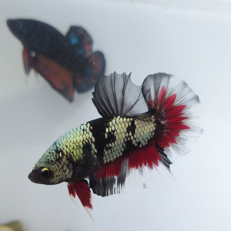 cupang avatar gold copper