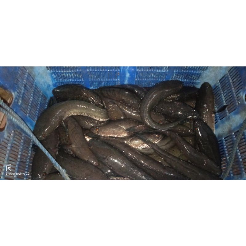 

Ikan Gabus Segar