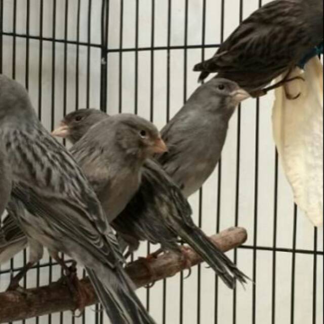 Burung Kenari Starblue Star Blue Jamin Jantan Bunyi Ngerwik Tggal