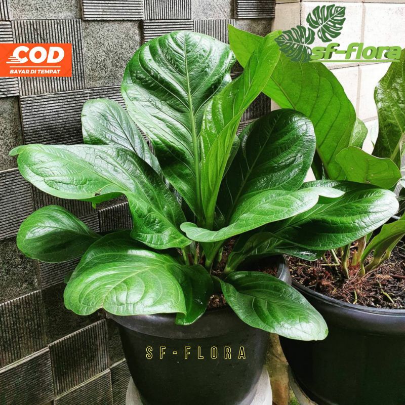 Anthurium Supernova Kulit Jeruk asli  - tanaman hias anthurium supernova