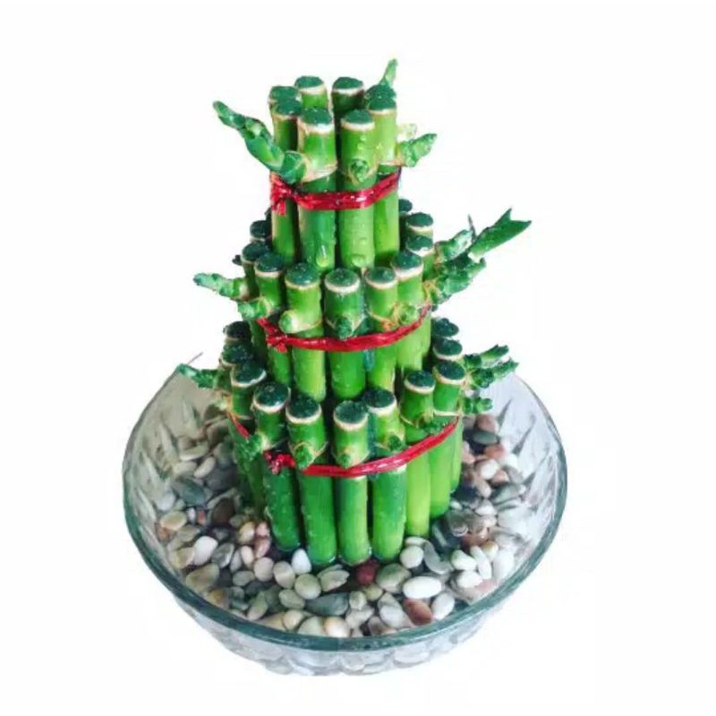 tanaman hias bambu hoki tanaman bambu hoki