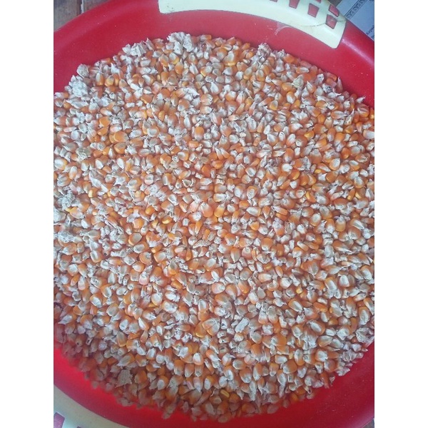 JAGUNG PIPIL PAKAN TERNAK