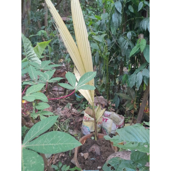 Bibit kelapa gading daun kuning