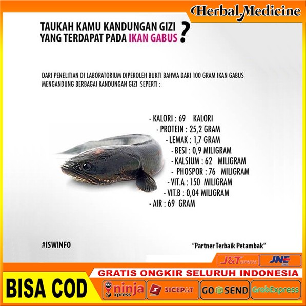 Obat Batu Ginjal Batu Empedu Batu Kandung Kemih Albucare Ekstrak Ikan Gabus Indonesia