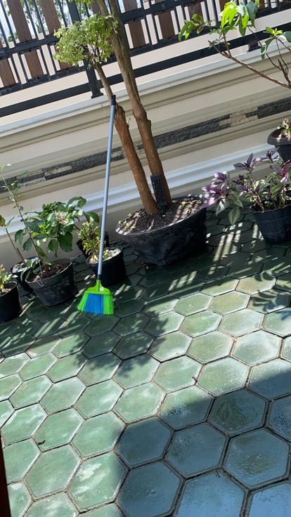 Bibit Tanaman Herbal Serai Bumbu Sere