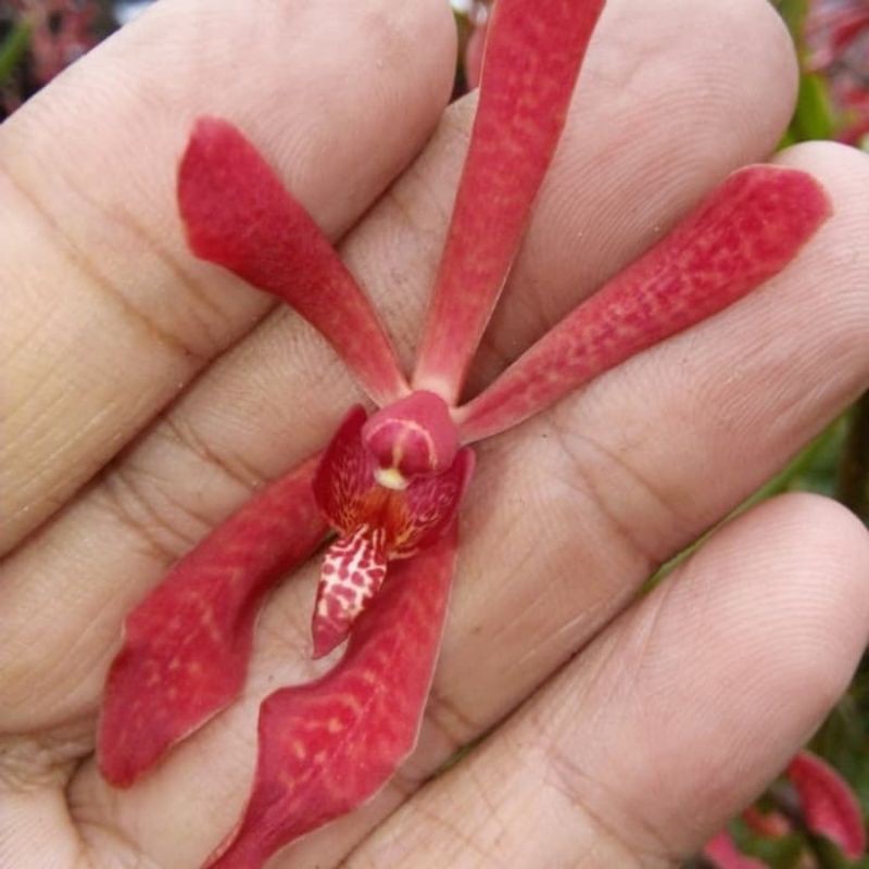 bunga anggrek kalajengking / bunga tangkai anggrek kalajengking warna merah dan kuning 5 tangkai