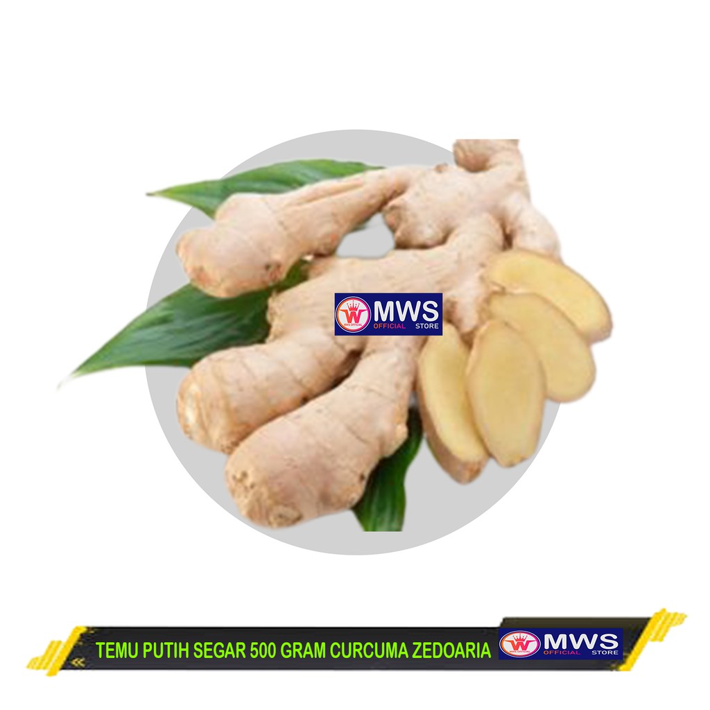 

TEMU PUTIH SEGAR 500 GRAM CURCUMA ZEDOARIA FRESH KUNYIT KUNIR PUTIH MWS OFFICIAL STORE