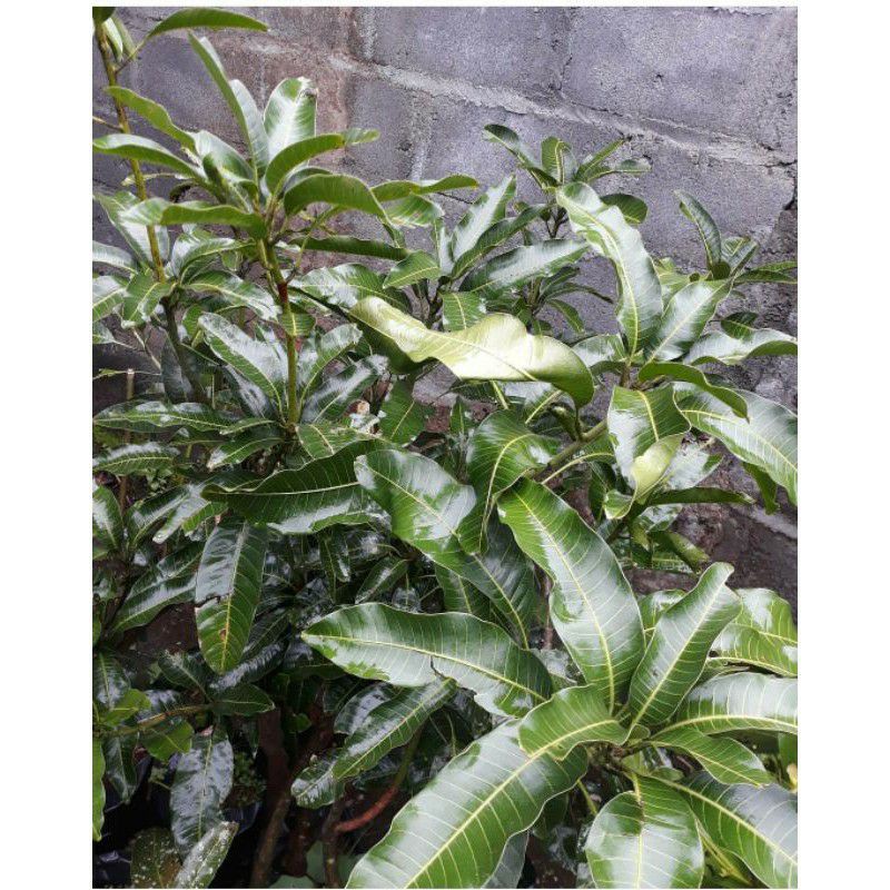 Bibit Tanaman Buah Mangga Gadung-Bibit Buah Mangga Gadung Manis