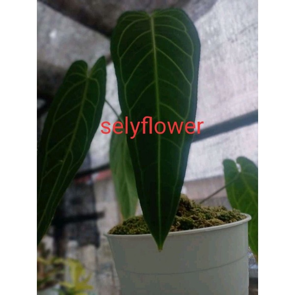 BIBIT WAROQUEANUM LIDAH GAJAH