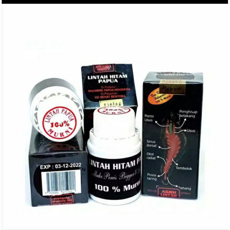 minyak lintah hitam papua