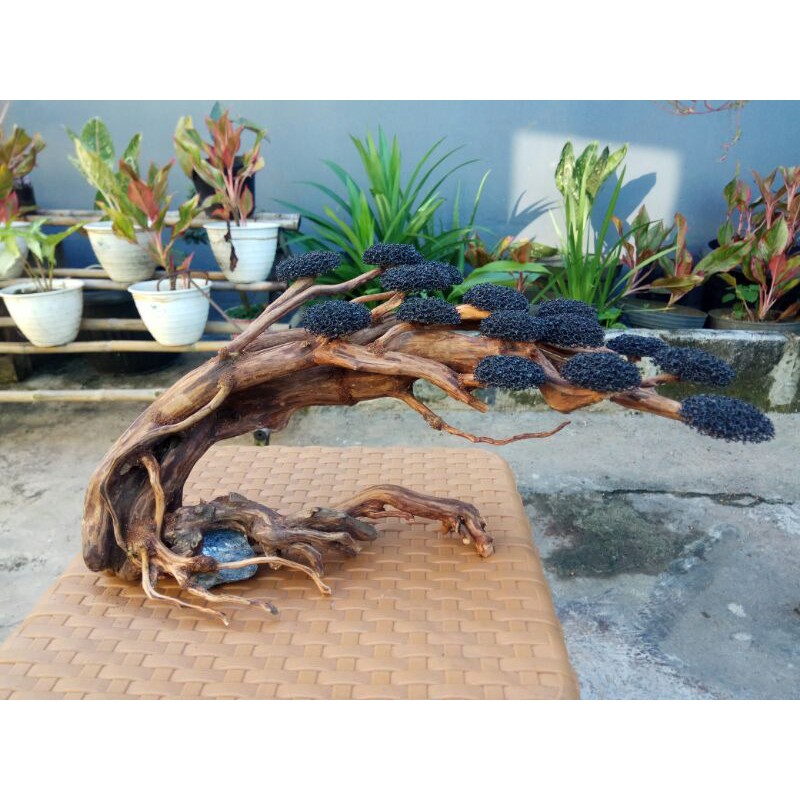 Bonsai Aquascape Doyong AH21