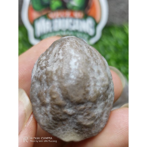 MUNCANG ADU  JAYANTI SI INUL 100% ORIGINAL