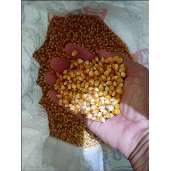 

Biji jagung popcron 500g