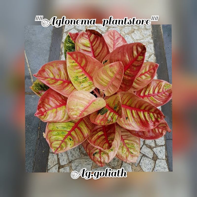 NEW PROMO AGLONEMA GOLIATH/Bibit bonggol aglonema goliath