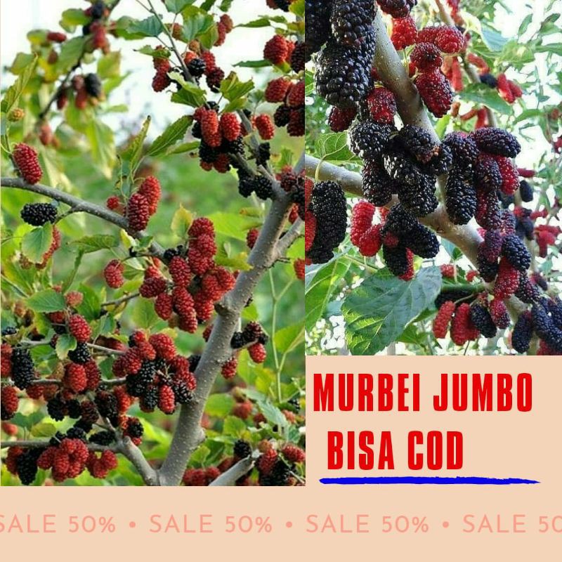murbei Jumbo Berbuah/Bibit Murbei Jumbo/spesialis tanam dalam pot