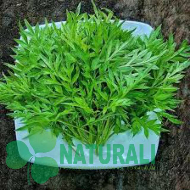 

Daun kenikir segar 1kg organik/randa midang/ herbal lalapan sehat siap petik