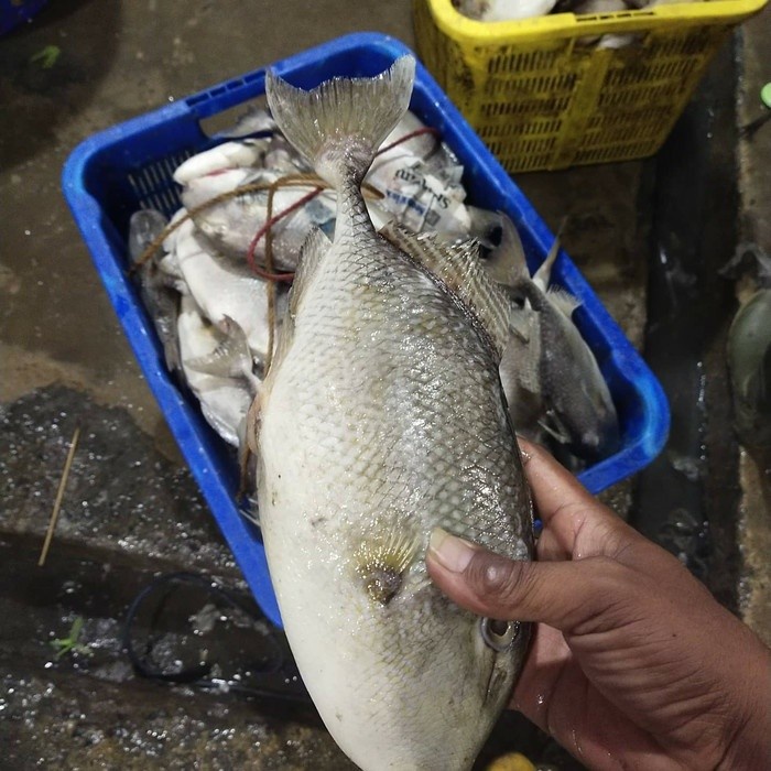 

Ikan Ayam ayam Fresh 1000 gram