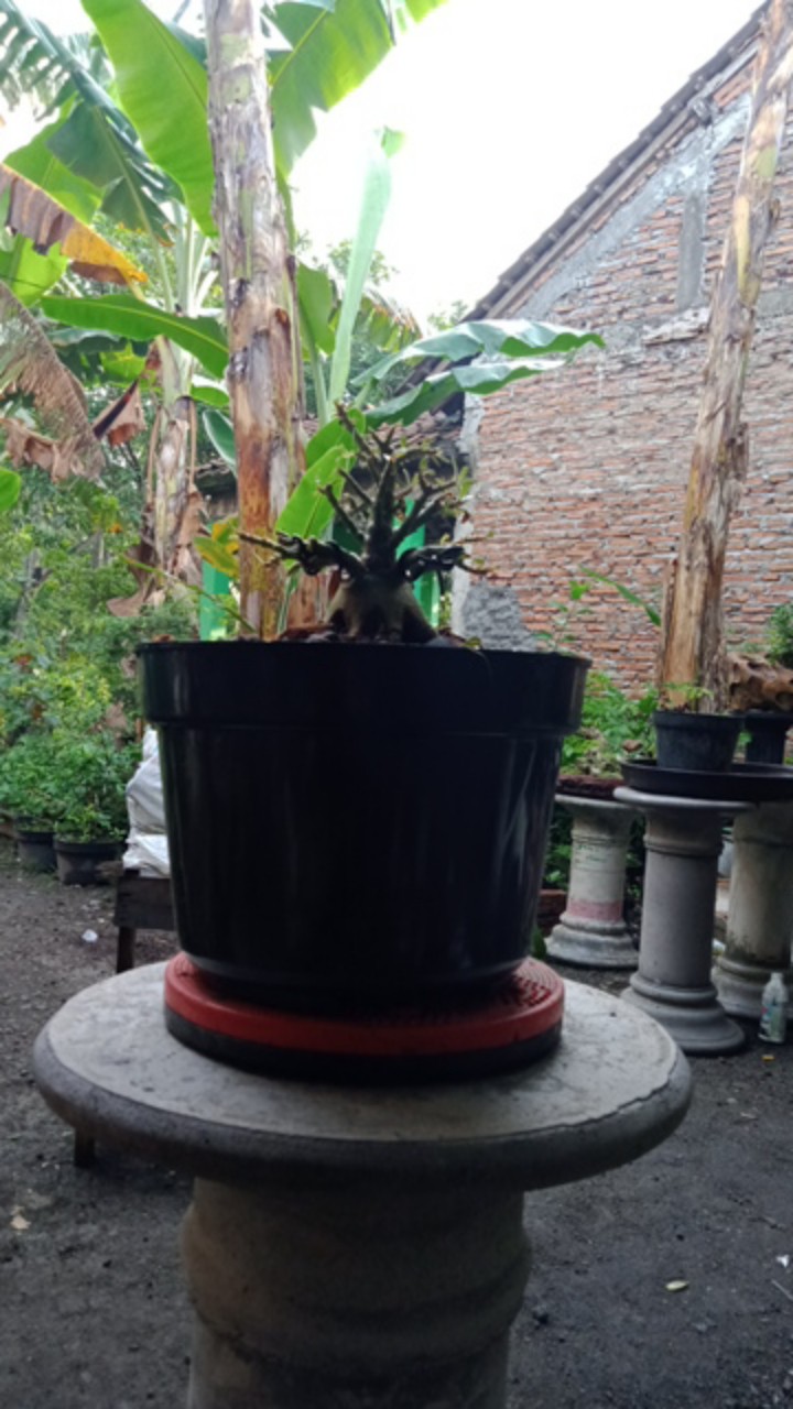 Adenium Thai Socco