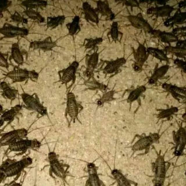

Jangkrik Pakan Ikan Dan Burung
