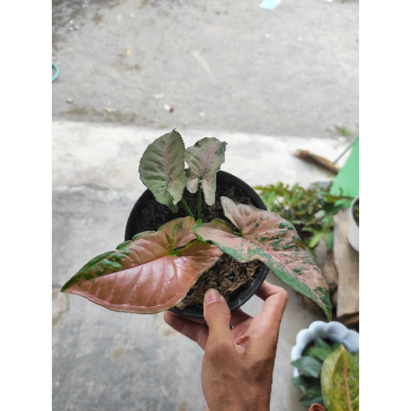 syngonium pink flecked