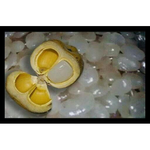 

1Kg Kolang Kaling Muda Tanpa Pengawet