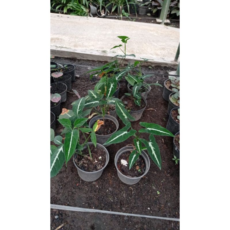 Syngonium wendlandii