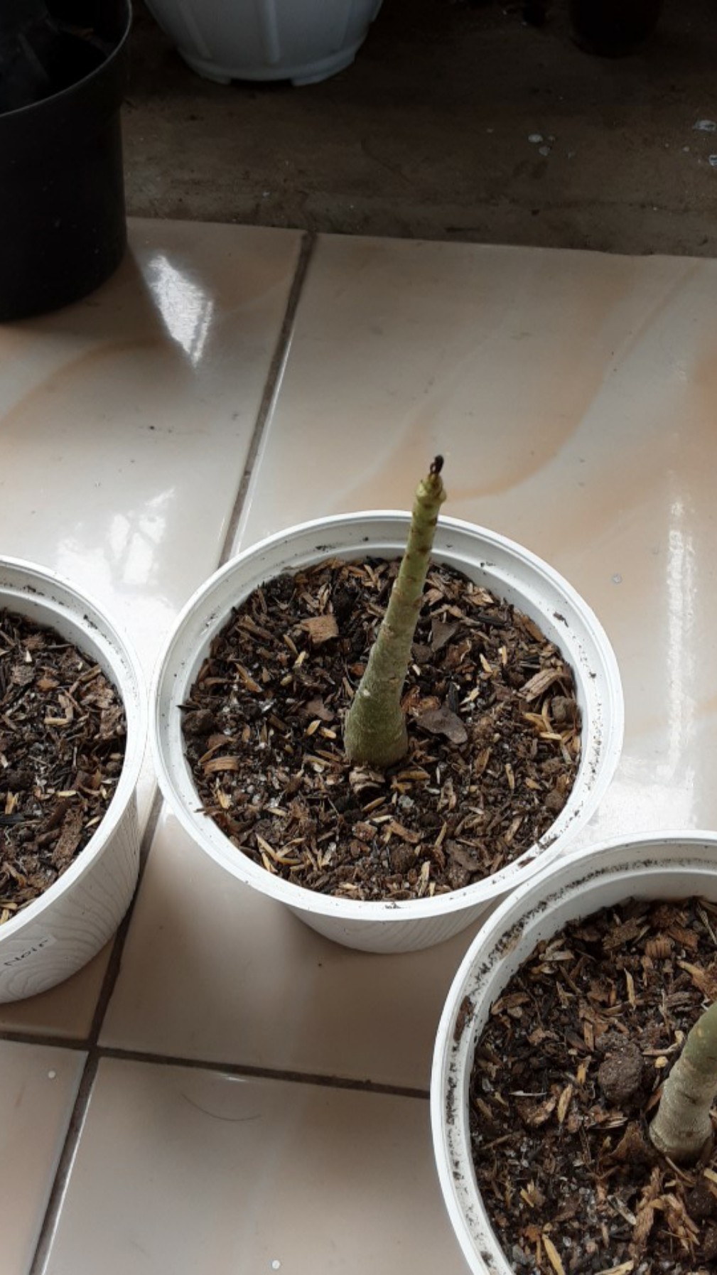 Bibit Bunga Kamboja Adenium Golden Faith