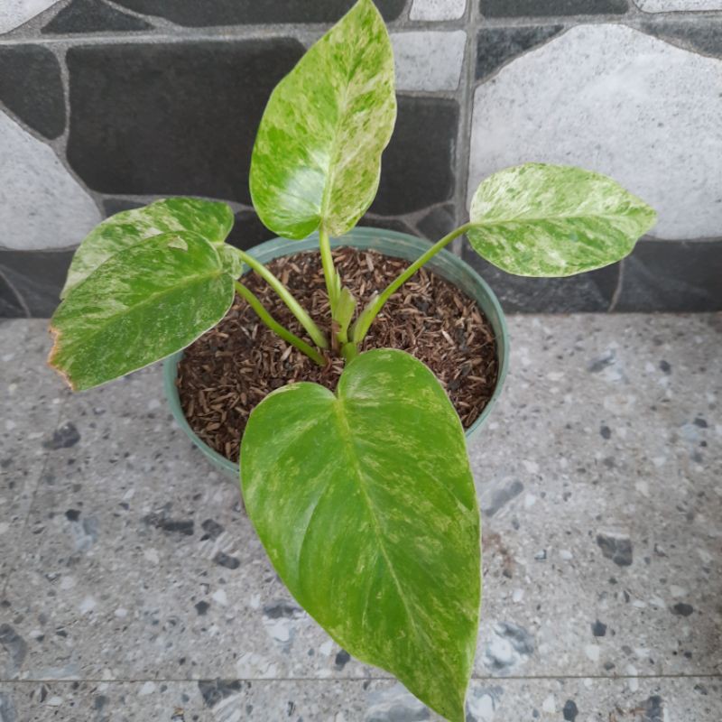 Tanaman hias Philodendron Marble Varigata