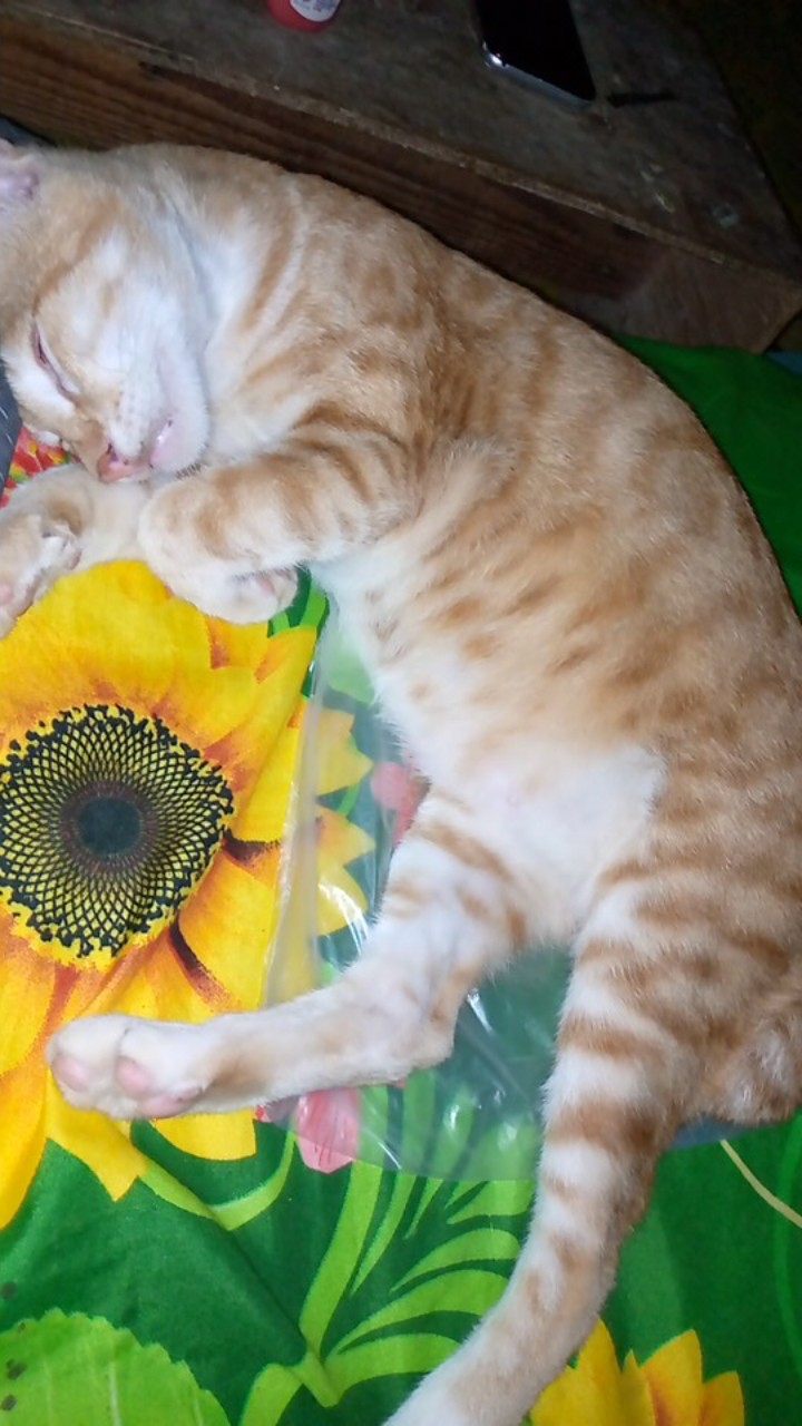 Batik Couple Keluarga Sania Ruffle Ori Ndoro Jowi Dnt Phonix