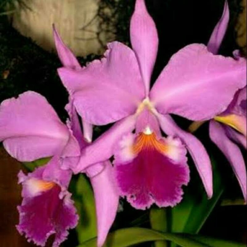 Anggrek Cattleya Mantini MINI