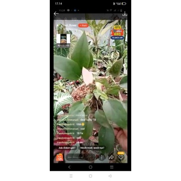 anthurium bunga pink