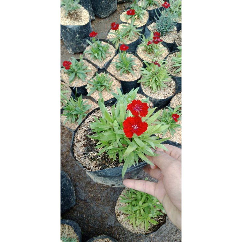 TANAMAN BUNGA ANYELIR