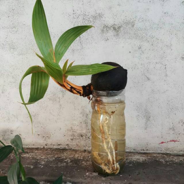 Tanaman hias bonsai kelapa